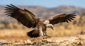 Premium Hand-Crafted Realistic Vulture Sculpture